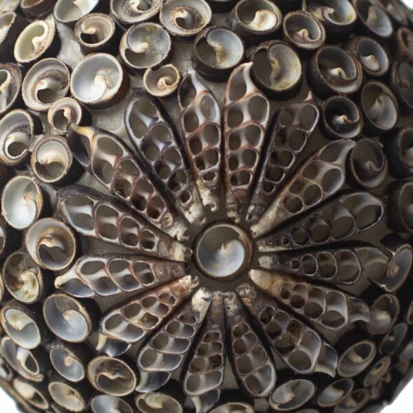 Boho Sea Shell Lamp - Chocolate Twist Globe - 15cm - Image 2