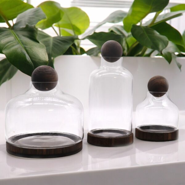 Medium Ball Top Terrarium on Dark Tung Wood - Image 3