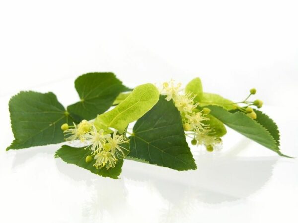Tea Tree & Peppermint - Argan Solid Shampoo Loaf - Image 2