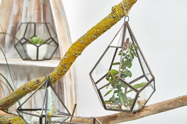 Glass Terrarium - Large Pentagon - Image 3