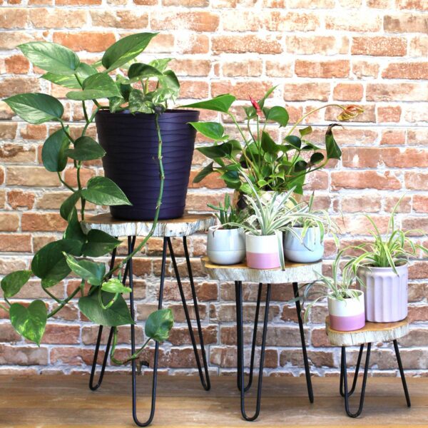 Set of 3 Gamal Wood Plant Stands - Whitewash - Image 2