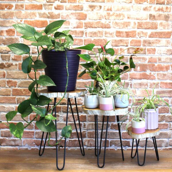 Set of 3 Gamal Wood Plant Stands - Whitewash - Image 4