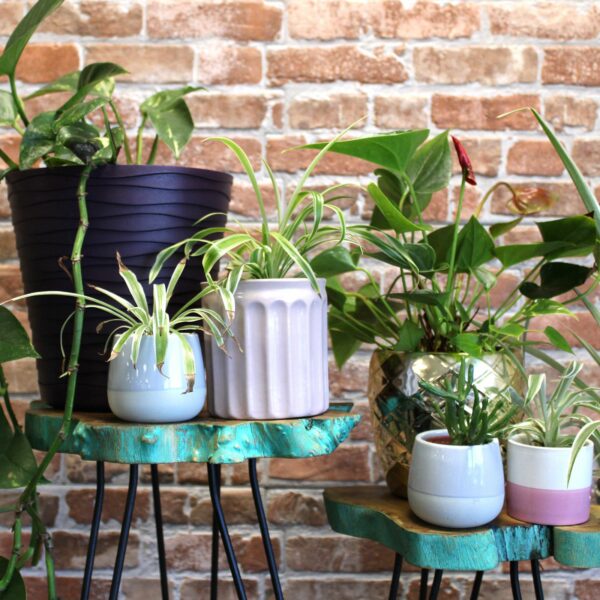 Set of 3 Gamal Wood Plant Stands - Greenwash - Image 4