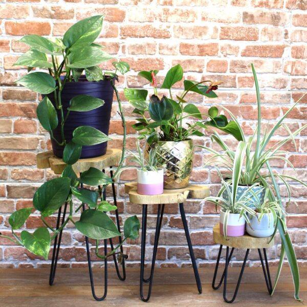 Set of 3 Gamal Wood Plant Stands - Natural - Image 3