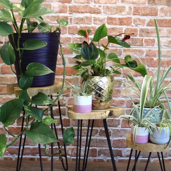 Set of 3 Gamal Wood Plant Stands - Natural - Image 6