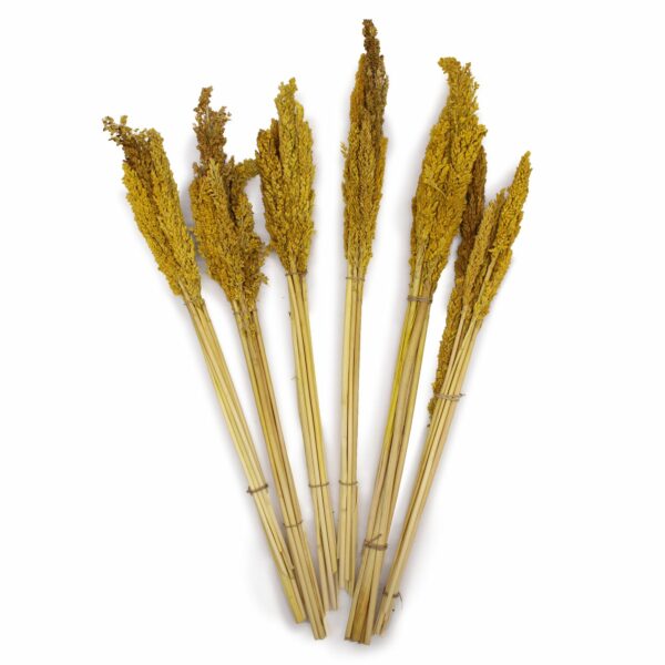 Cantal Grass Bunch - Amber - Image 4