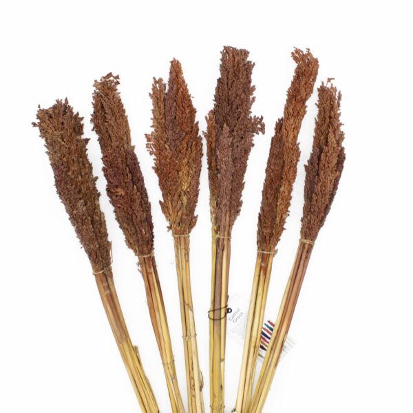 Cantal Grass Bunch - Chocolate - Image 3