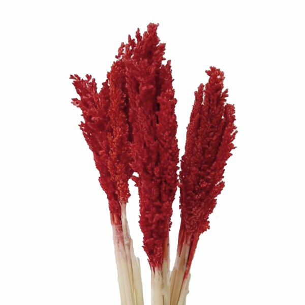 Cantal Grass Bunch - Fire - Image 2