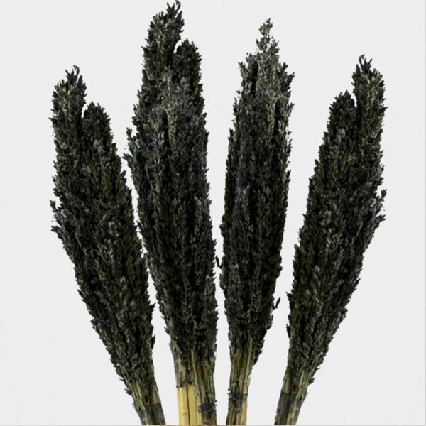 Cantal Grass Bunch - Black - Image 2