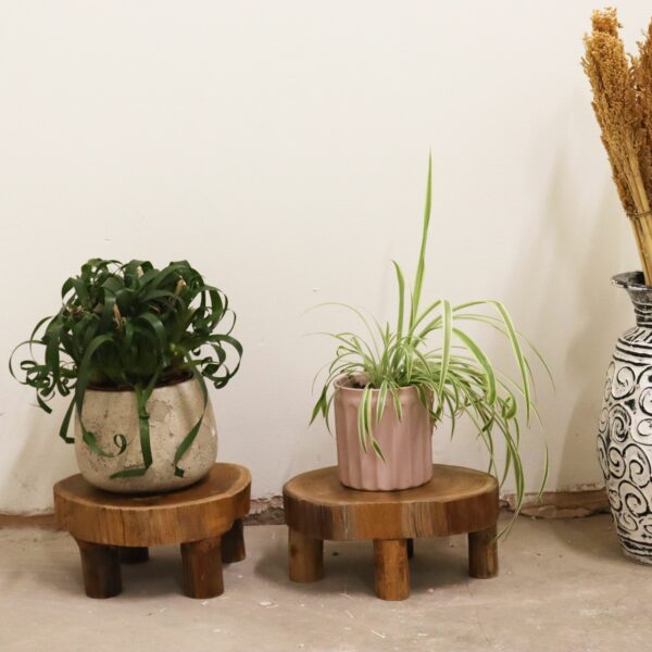 Low Teak Pad Display - 24x10cm - Image 4