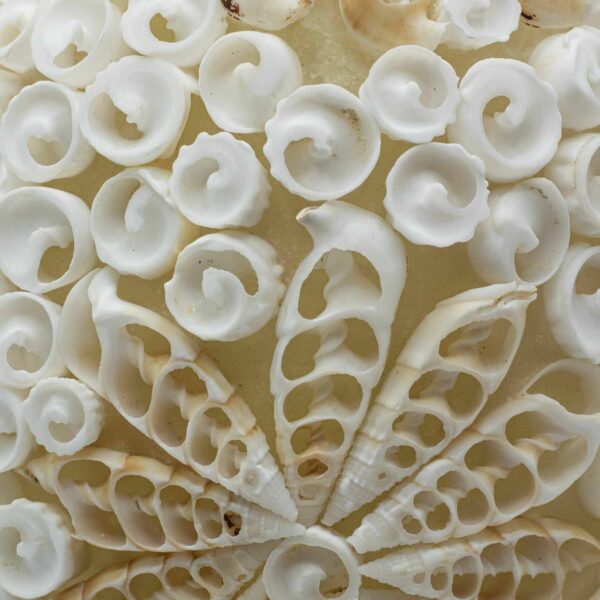 Boho Sea Shell Lamp - Cut Art Shell Oval - 15cm - Image 3